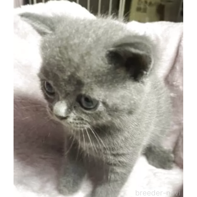 販売中の山形県のブリティッシュショートヘア-127126の6枚目